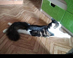 Кошки в Острогожске: кота мейн-куна, Бесплатно - фото 2