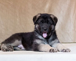 Собаки в Орле: Продам щенков восточноевропейской овчарки , 1 руб. - фото 1