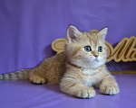 Кошки в Зеленограде: Прямоухий шотландец - Тигр Мальчик, 25 000 руб. - фото 6