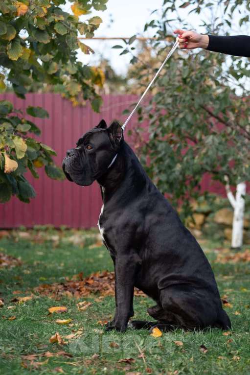 Собаки в Донецке: Вязка кане корсо Мальчик, Бесплатно - фото 2