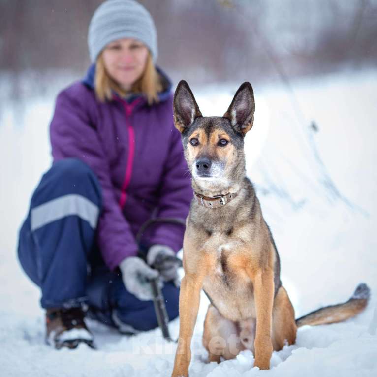 Собаки в Химках: Найк в самые лучшие руки Мальчик, Бесплатно - фото 4