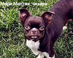Собаки в Санкт-Петербурге: Зара - великолепная девочка чихуахуа Девочка, 50 000 руб. - фото 1