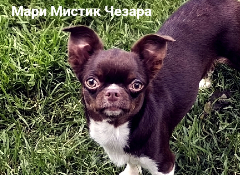 Собаки в Санкт-Петербурге: Зара - великолепная девочка чихуахуа Девочка, 50 000 руб. - фото 1