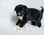 Собаки в Санкт-Петербурге: Продаю щенков КМС (карельская медвежья собака) Мальчик, 15 000 руб. - фото 2