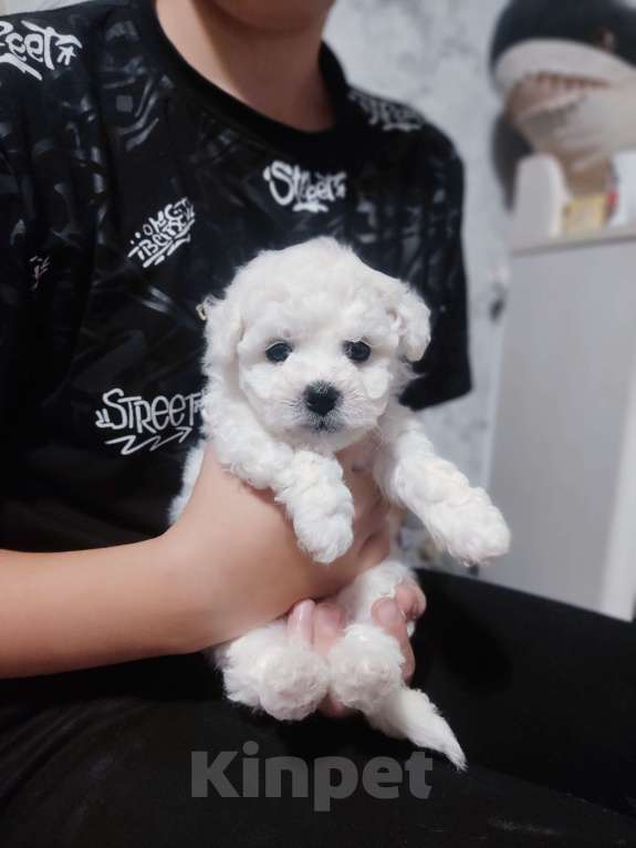 Собаки в Москве: Девочка бишон фризе Девочка, 90 000 руб. - фото 4