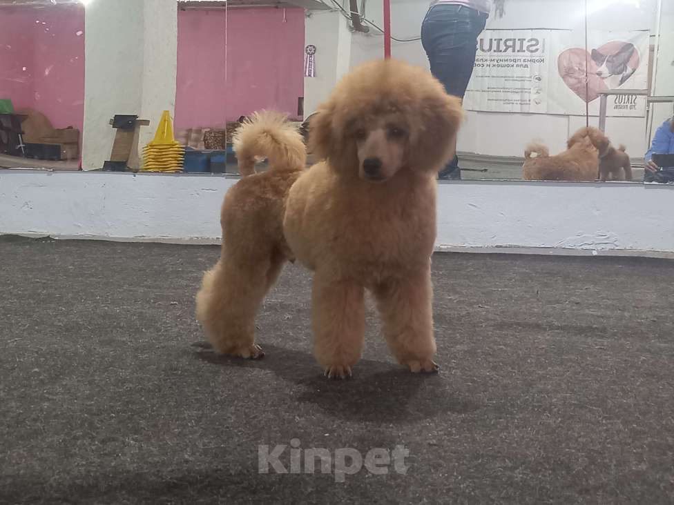 Собаки в Москве: Нестор Солнечный Лев Мальчик, 60 000 руб. - фото 4