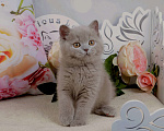 Кошки в Санкт-Петербурге: Британский котик лилового окраса (ген.тиккирован) Мальчик, 40 000 руб. - фото 1