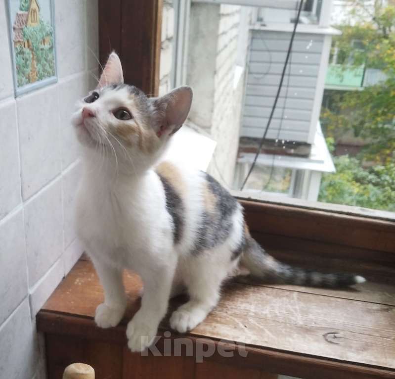 Кошки в Москве: Трехцветный котенок Кнопка в дар Девочка, Бесплатно - фото 5