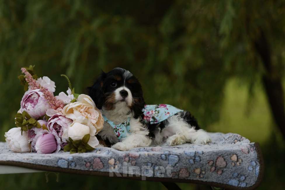 Собаки в Москве: Агна Нарцисс Лунар Девочка, 90 000 руб. - фото 3