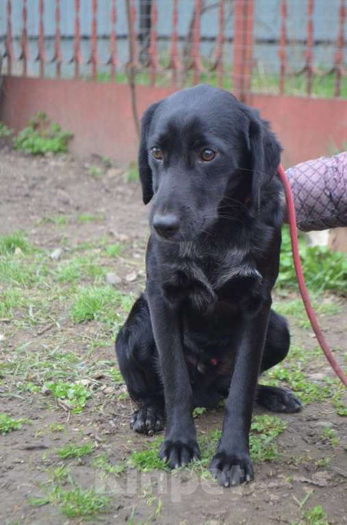 Собаки в Воронеже: РОККИ СРОЧНО ИЩЕТ ДОМ Мальчик, Бесплатно - фото 7