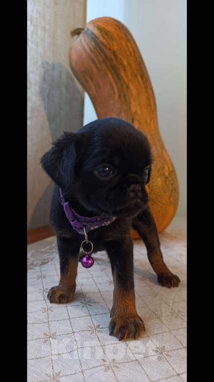 Собаки в Новосибирске: продам щенков Пти-брабансонов Мальчик, 70 000 руб. - фото 1