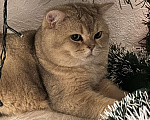 Кошки в Екатеринбурге: шотландец прямоухий  Мальчик, 20 000 руб. - фото 1