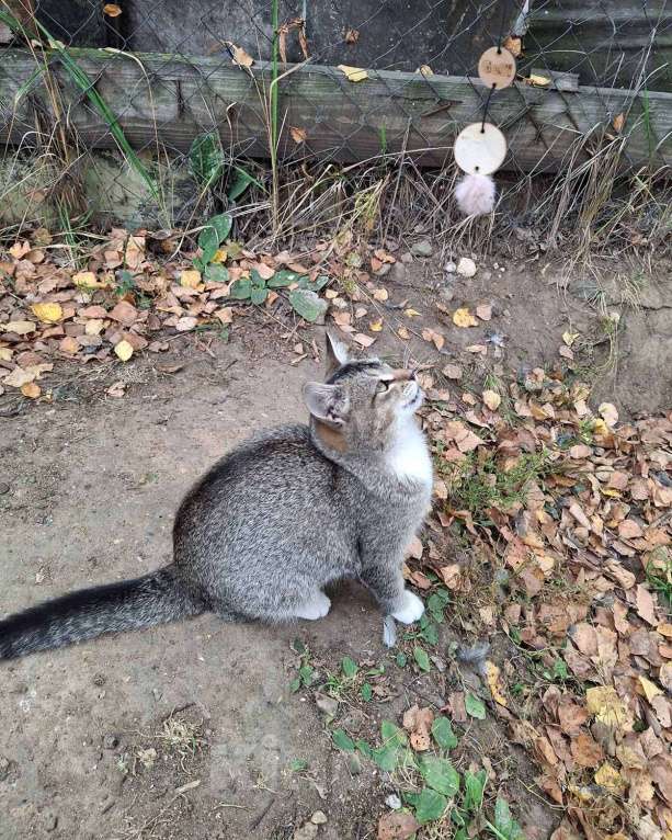 Кошки в Москве: Малышке нужен дом! Девочка, Бесплатно - фото 10