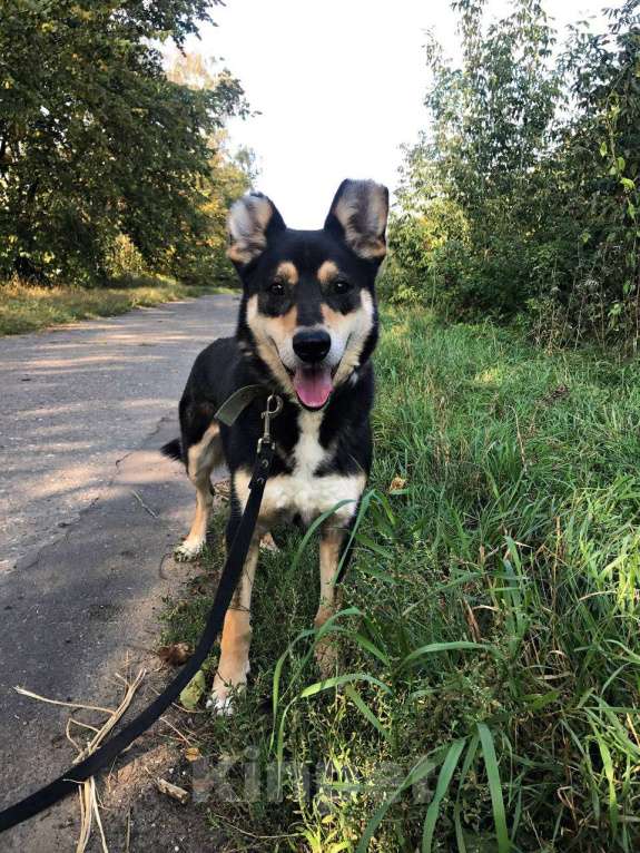 Собаки в Москве: Френки-пес над которым издевались Мальчик, Бесплатно - фото 5