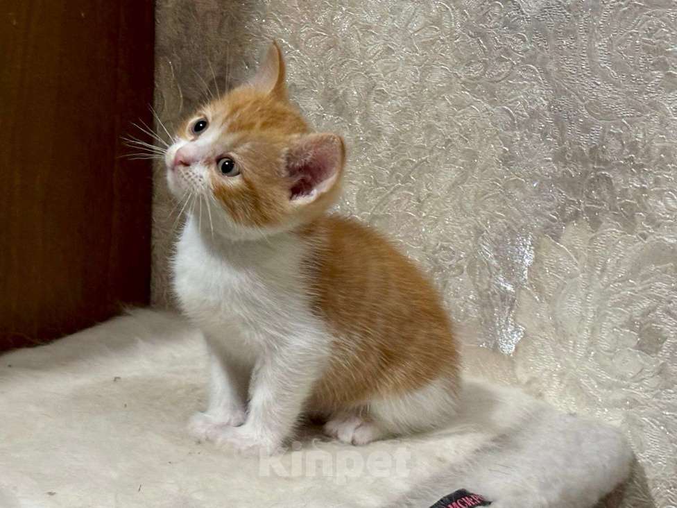 Кошки в Москве: Рыжие мальчишки. Котята 1,5 мес. в добрые руки. Мальчик, Бесплатно - фото 10