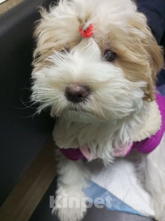 Собаки в Ногинске: Тибетский терьер(щенок 3 месяца)- это домашний тибетский талисман счастья Девочка, 50 000 руб. - фото 2