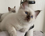Кошки в Москве: Котенок Патрик МАРИТАНА КЭТ Мальчик, Бесплатно - фото 3