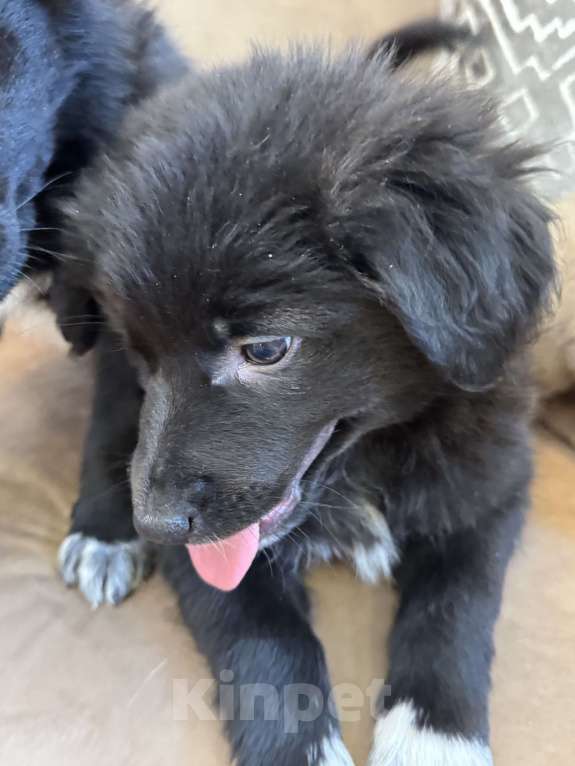 Собаки в Москве: Белла Девочка, Бесплатно - фото 1