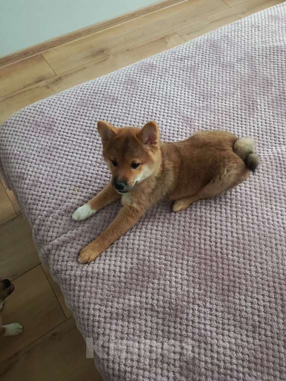 Собаки в Севастополе: Щенок девчуля Сиба сезам от чемпионов Девочка, Бесплатно - фото 5