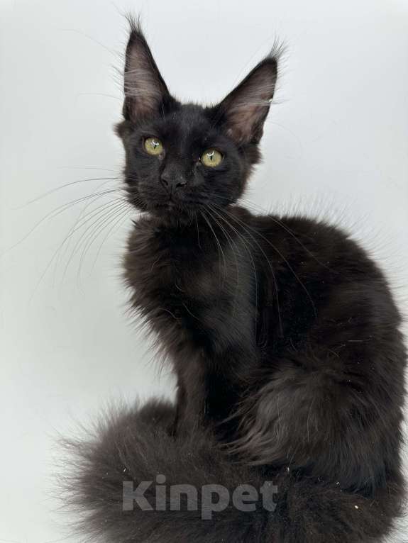 Кошки в Москве: Котенок Мейн-кун Мальчик, 50 000 руб. - фото 2