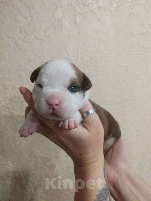 Собаки в Белгороде: Щенки американского стаффордширского терьера  Мальчик, 80 000 руб. - фото 2