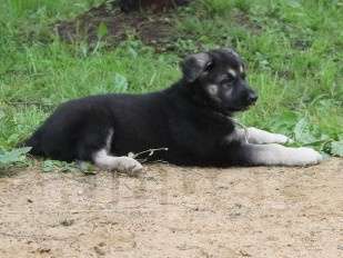 Собаки в Москве: Шенк  вео девочки Девочка, 40 000 руб. - фото 2