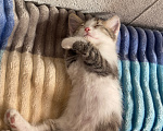 Кошки в Уфе: котята в добрые руки Разнополые, Бесплатно - фото 8