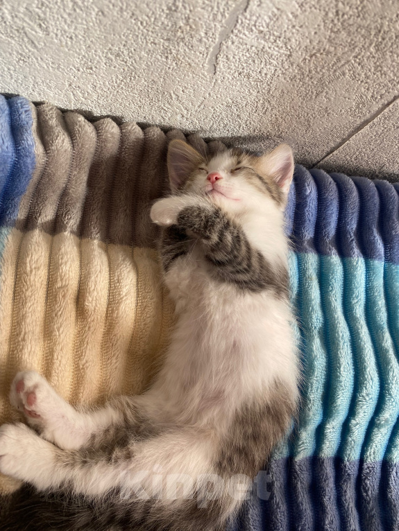 Кошки в Уфе: котята в добрые руки Разнополые, Бесплатно - фото 8