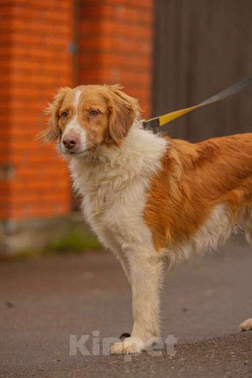 Собаки в Москве: Рыжий бордер-колли Ганс в добрые руки Мальчик, 1 руб. - фото 6