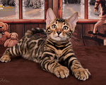 Кошки в Москве: Бенгальский котенок. Мальчик Мальчик, 55 000 руб. - фото 2