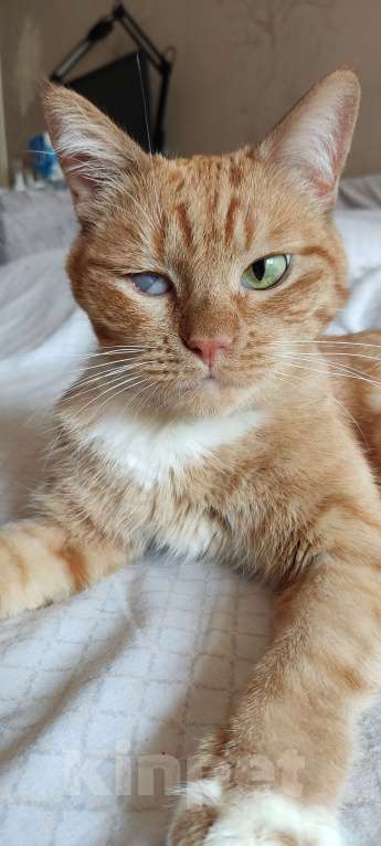 Кошки в Москве: Кошка Рыжуля в добрые руки  Девочка, Бесплатно - фото 7