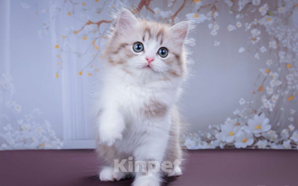 Кошки в Москве: Менуэт Мальчик, 60 000 руб. - фото 2