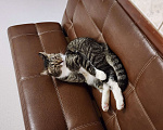 Кошки в Москве: В Добрые Руки Мальчик, Бесплатно - фото 4