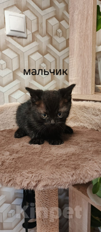 Кошки в других городах Московской области: Котята в добрые руки Разнополые, Бесплатно - фото 2