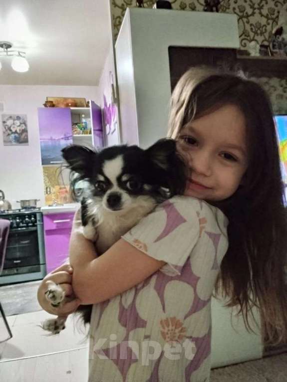 Собаки в Волгограде: Чихуашка Девочка, 8 000 руб. - фото 1