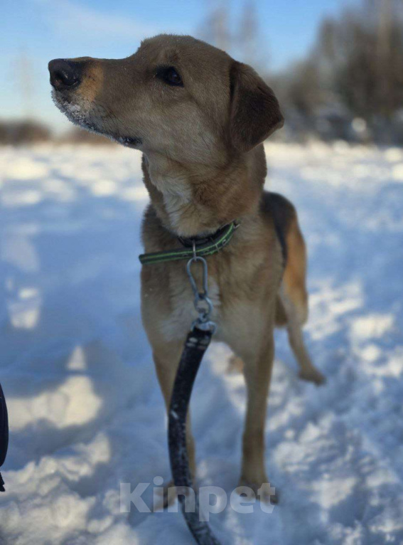 Собаки в Королеве: Нежная и доверчивая Лира. Девочка, Бесплатно - фото 8
