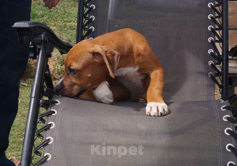 Собаки в Пушкино: Яркий рыжик Мальчик, 50 000 руб. - фото 1