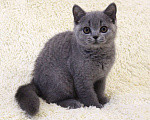 Кошки в Ульяновске: Британские котята Мальчик, 25 000 руб. - фото 2