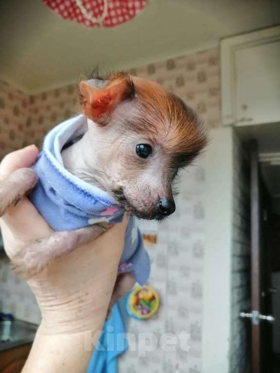 Собаки в Коломне: Щенок мини китайской хохлатой Мальчик, 14 000 руб. - фото 2