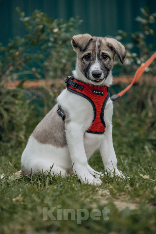 Собаки в Москве: Щенок в добрые руки бесплатно Москва Девочка, Бесплатно - фото 4