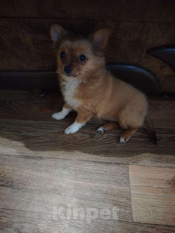 Собаки в Ярославле: Щенки чихуахуа  Девочка, 15 000 руб. - фото 2