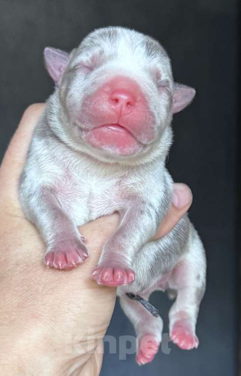 Собаки в Москве: 💜 Редкий Лиловый Триколор | Мужская гордость VEYRON | Микро Мальчик, 150 000 руб. - фото 1