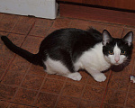 Кошки в Москве: Черно-белый котенок девочка Шанти, 4 месяца Девочка, Бесплатно - фото 9