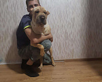 Собаки в Омске: Вязка, 1 300 руб. - фото 2