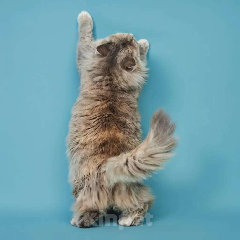 Кошки в Москве: Роскошная кошка Росинка ищет любящую семью Девочка, Бесплатно - фото 6