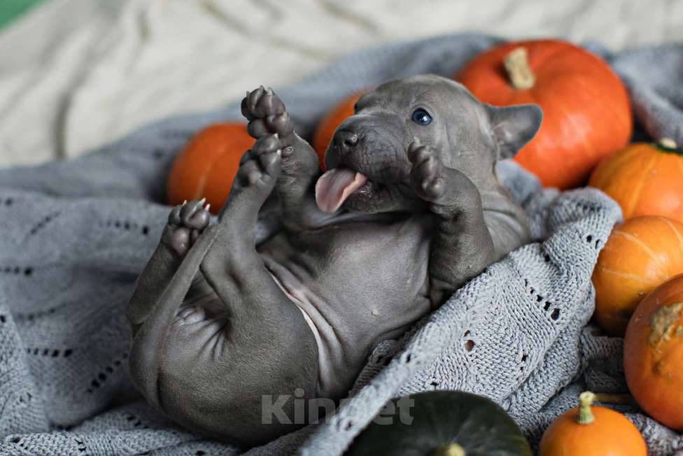 Собаки в других городах Московской области: Щенки Тайского Риджбека Девочка, Бесплатно - фото 5