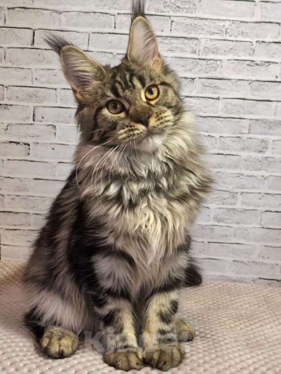 Кошки в Екатеринбурге: котенок в брид Девочка, 130 000 руб. - фото 1