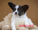 Собаки в Люберцах: папийон девочка Девочка, Бесплатно - фото 2