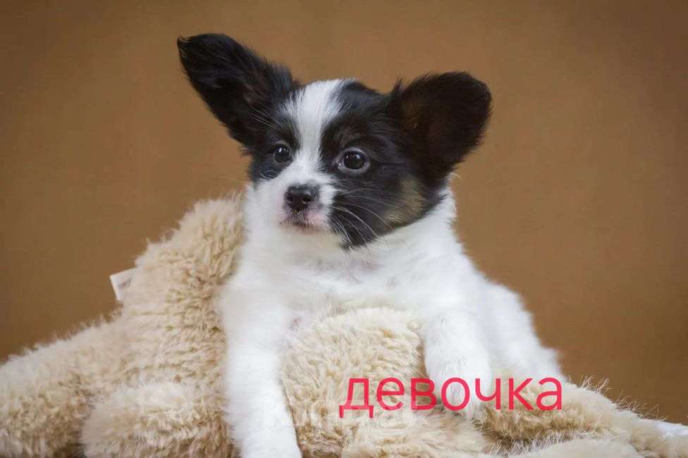 Собаки в Люберцах: папийон девочка Девочка, Бесплатно - фото 2