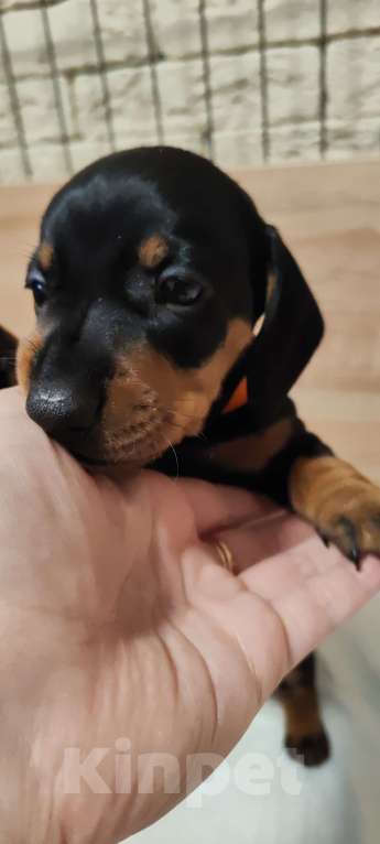 Собаки в Твери: Щенки таксы стандарт Девочка, 50 000 руб. - фото 2